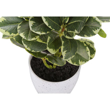 Load image into Gallery viewer, Artificial Ficus Elastica Plant (Set of 2)
