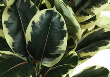 Load image into Gallery viewer, 47" Tall, Artificial Plant, Oak Tree, Indoor, Faux, Fake, Floor, Greenery, Potted, Real Touch, Decorative - Green / Black