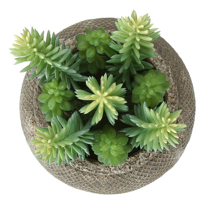 Artificial Succulent, Table Decor (Set of 2) - Green / Brown